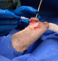 NUEVO LUMIX SURGERY VET - FOTO-2