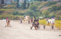 perros - silla ruedas - playa